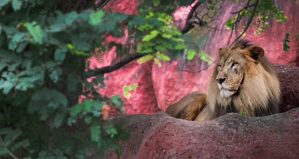 Man reportedly mauled to death by lion after climbing into enclosure for a selfie