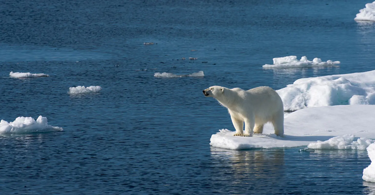 Emotional photo of a polar bear takes top prize: 'I hope that this photograph also inspires hope'
