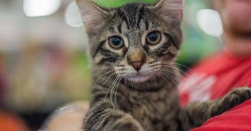 Newlyweds adopt loud-mouthed stray kitten that interrupted their wedding vows with non-stop miaowing