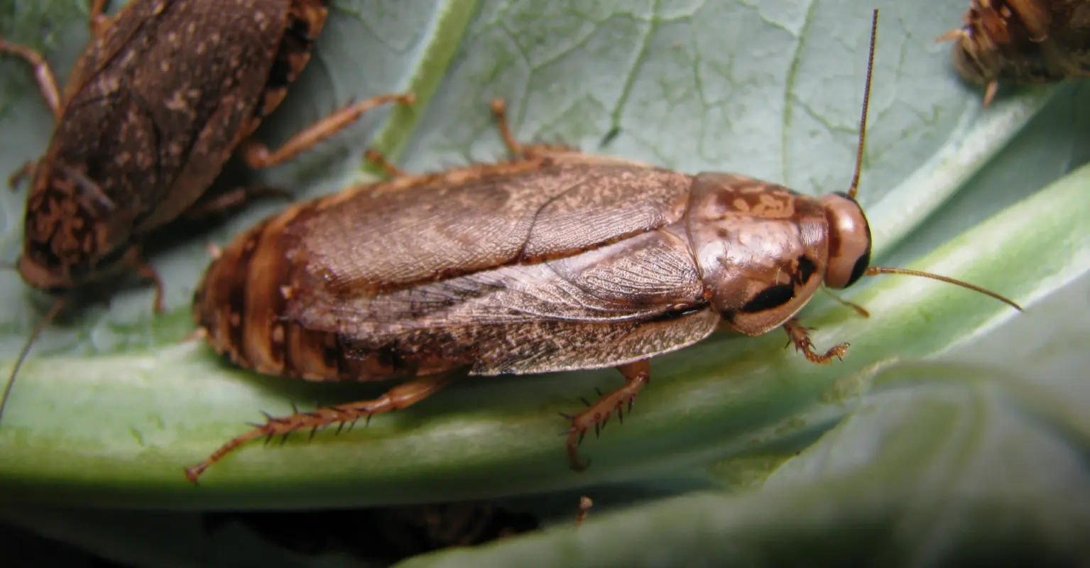 Singles can name a cockroach after their ex and have it fed to a zoo animal for Valentine's Day