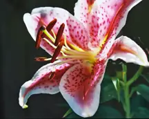 size-full wp-image-1263248805