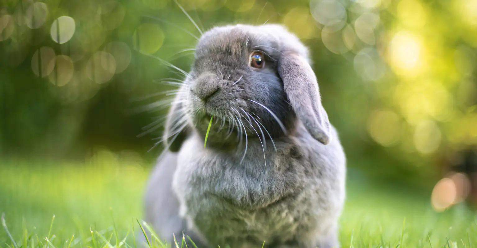 Nine-year-old boy strangles 9 rabbits and 2 guinea pigs to death at petting zoo