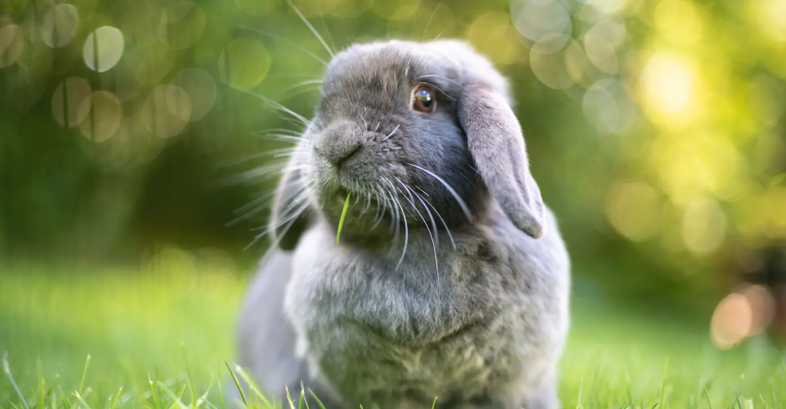 Nine-year-old boy strangles 9 rabbits and 2 guinea pigs to death at petting zoo