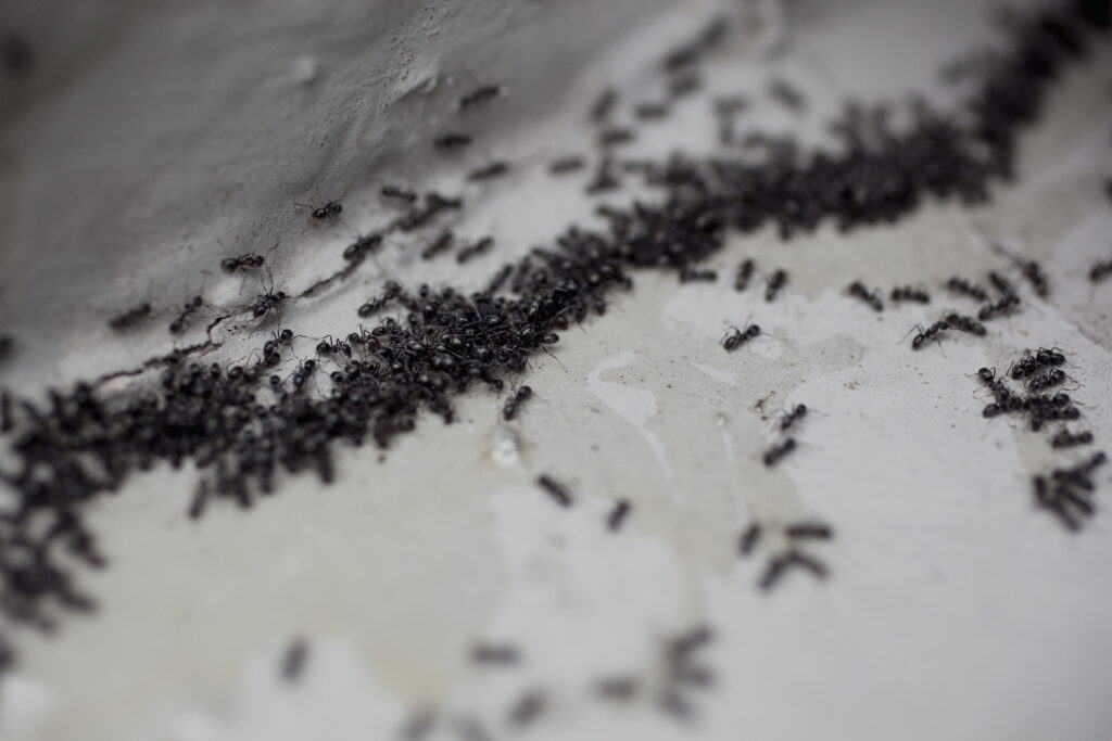 Ants