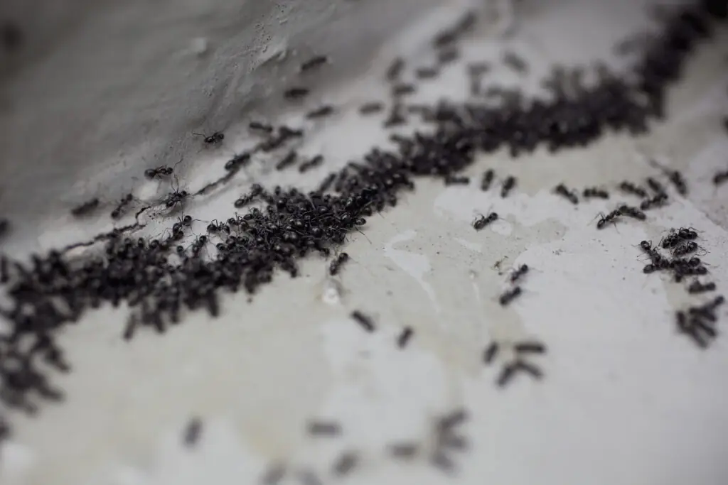 Ants