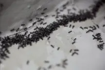 Ants