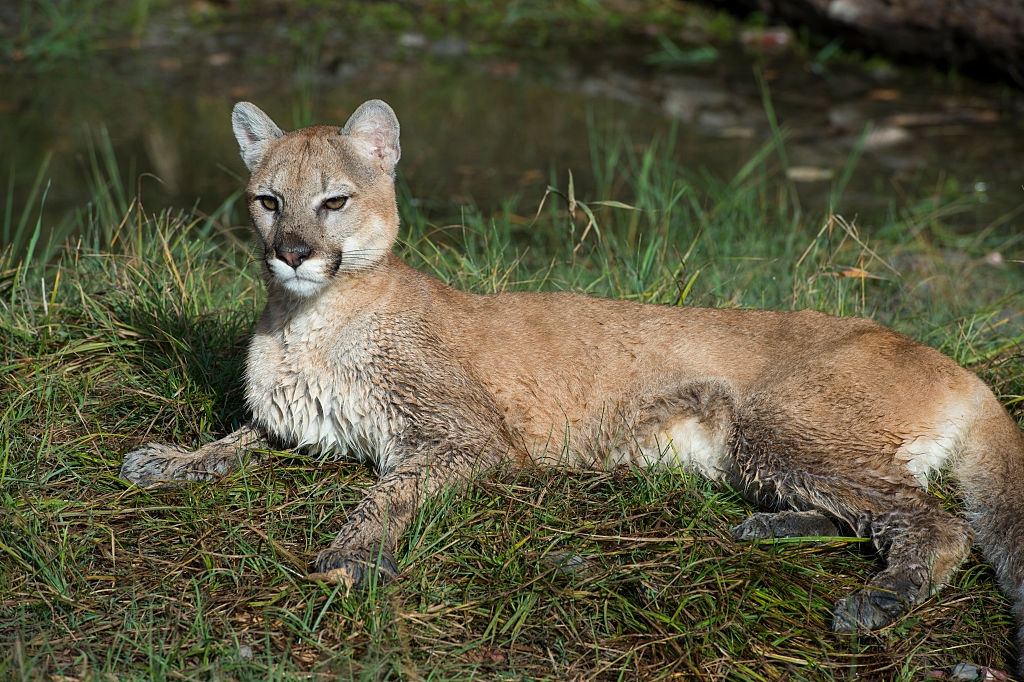 mountain lion