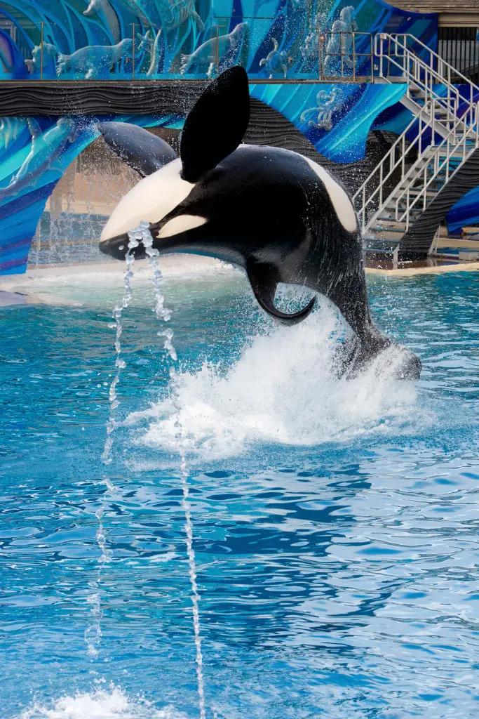 Harrowing moment orca came to viewing window with dead SeaWorld trainer in its mouth - Article Image 1