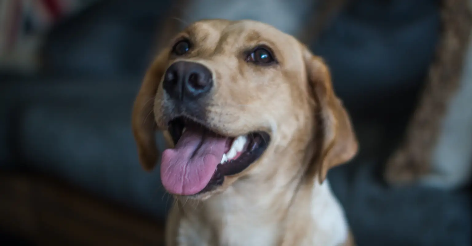 Woman who lives life as a dog, sleeps in a crate and is taken on walks