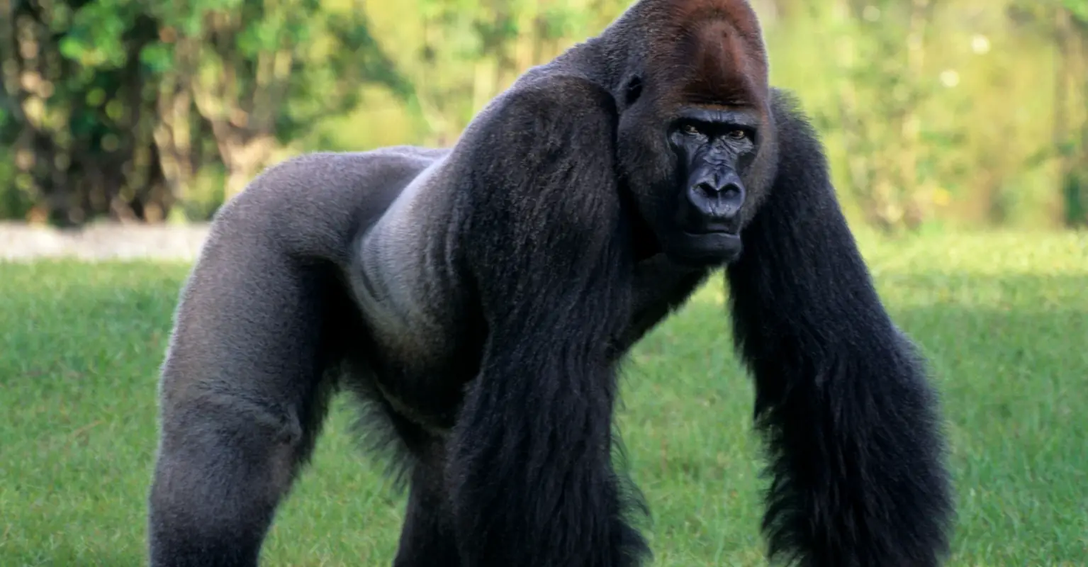 Terrifying moment zookeepers become trapped in enclosure with silverback gorilla