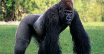 Terrifying moment zookeepers become trapped in enclosure with silverback gorilla