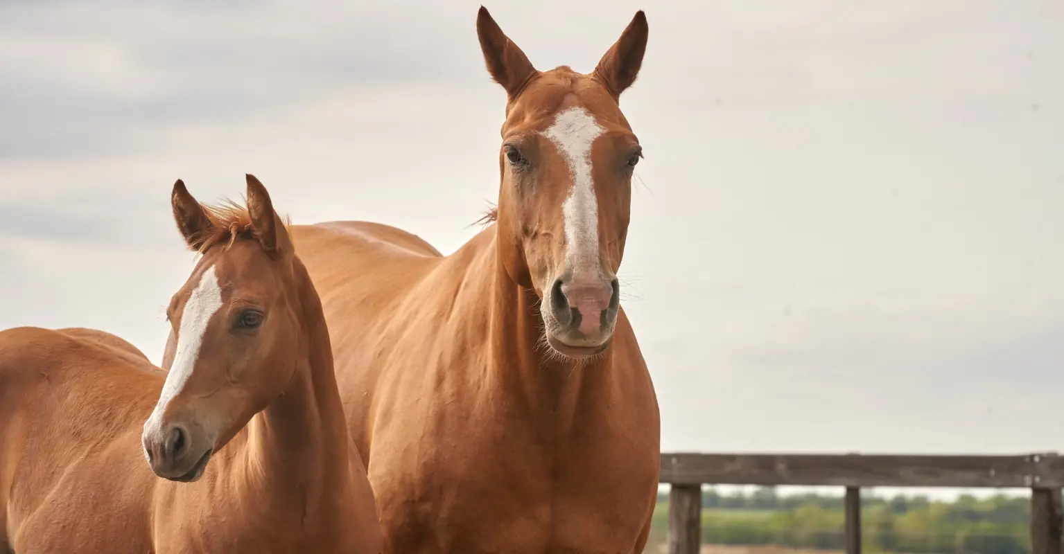 Social media influencer and animal activist tragically dies suddenly at 31