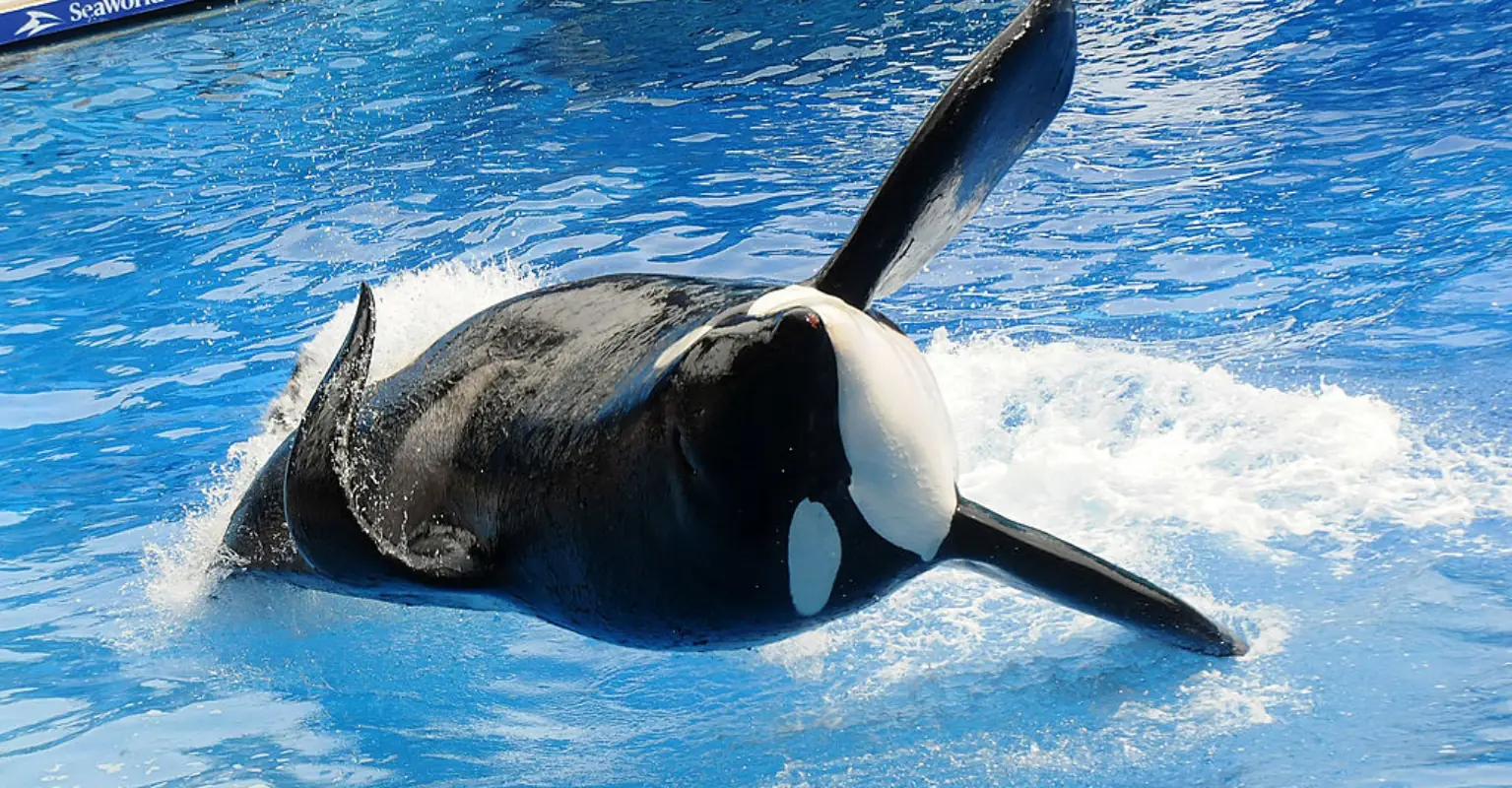 Harrowing moment orca came to viewing window with dead SeaWorld trainer in its mouth
