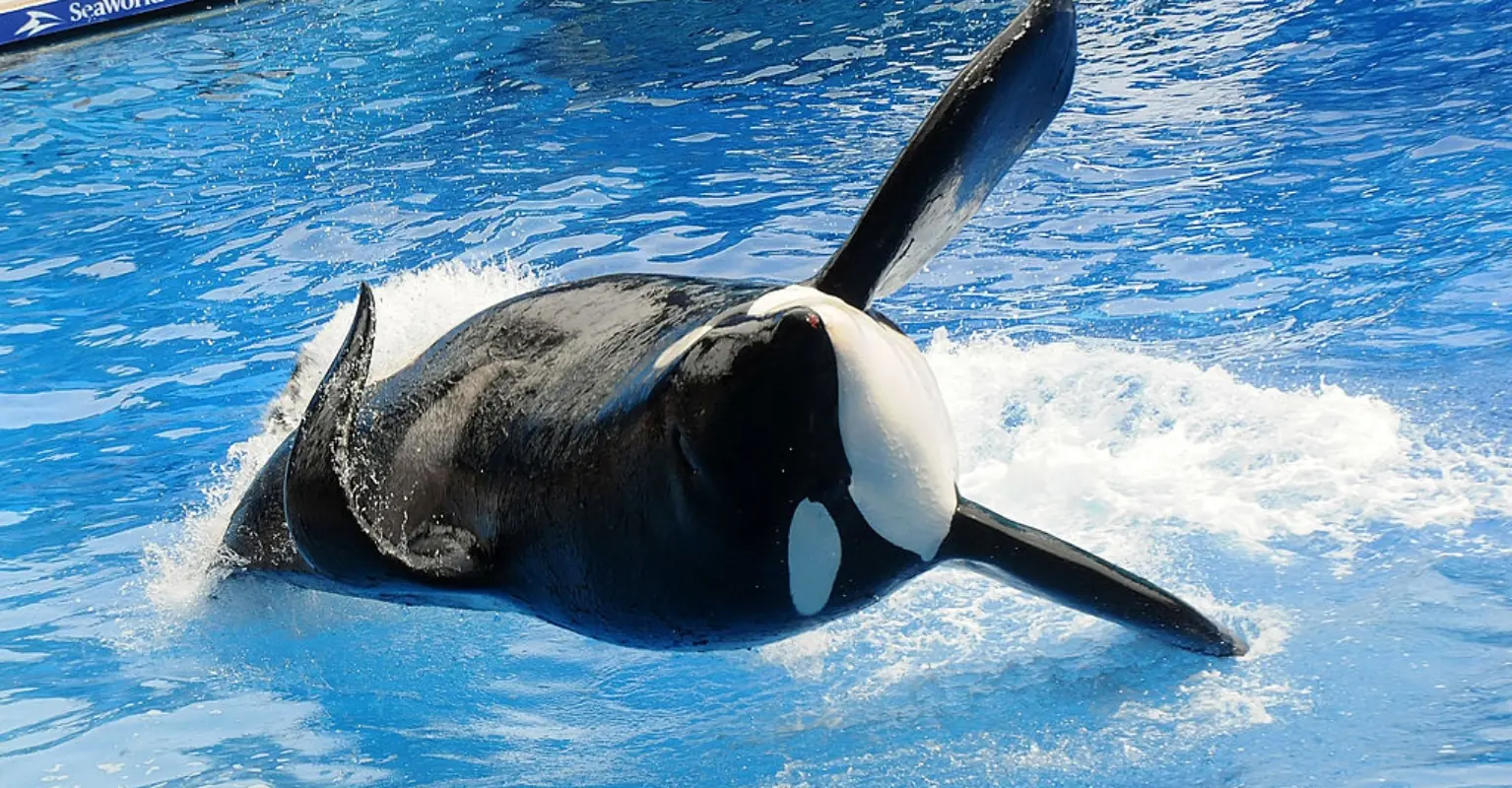 Harrowing moment orca came to viewing window with dead SeaWorld trainer in its mouth - Article Image 3