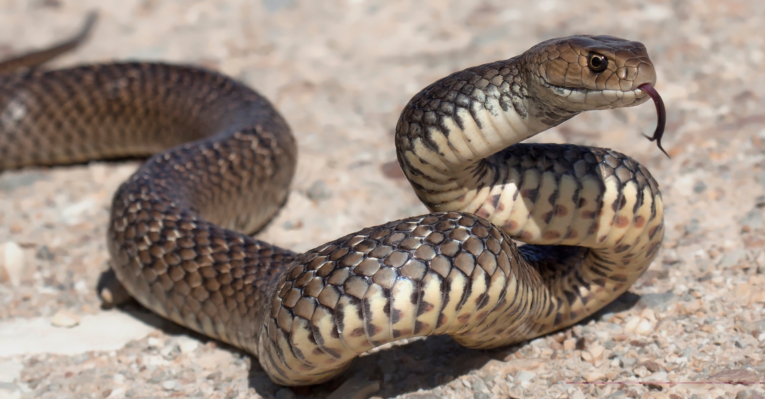 snake