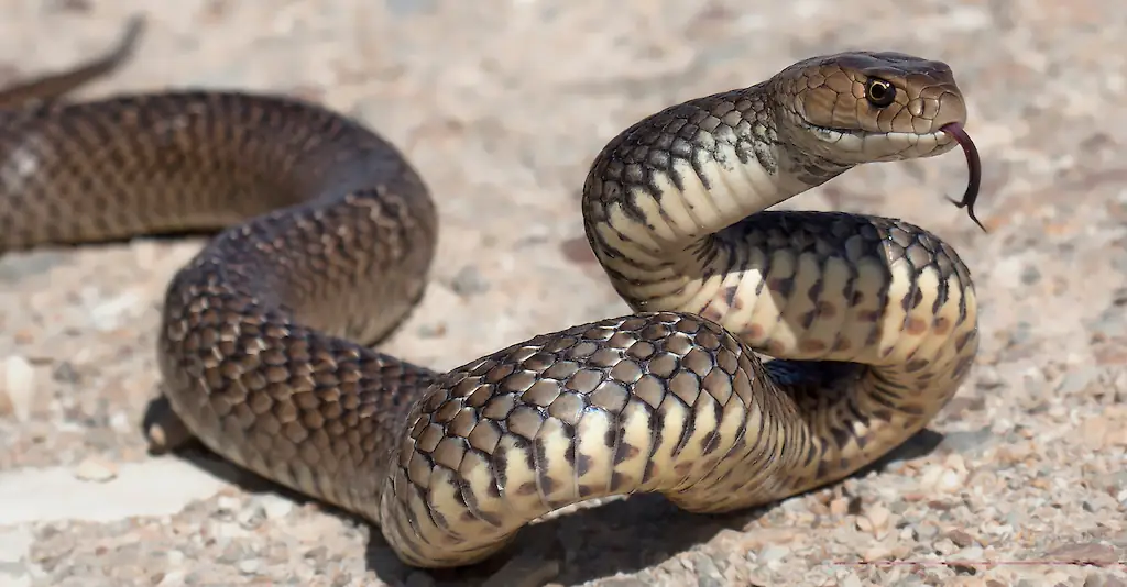 snake