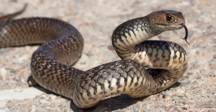 snake
