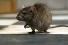 Rat 