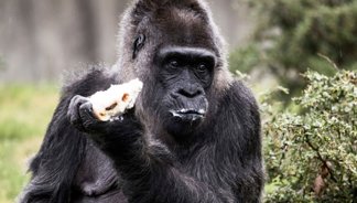 Fatou, the world's oldest gorilla, turns 67