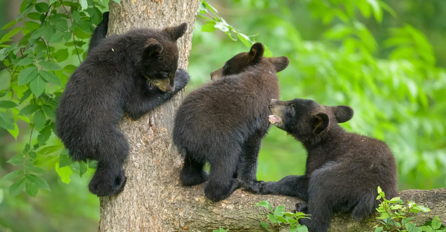 North Carolina tourists spark anger after they're spotted pulling black bear cubs from tree to take photos