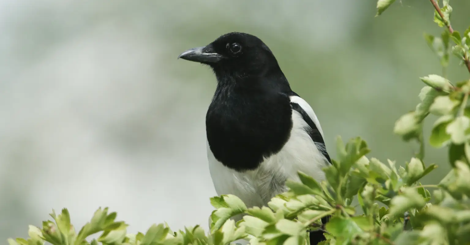 Molly the Magpie shares joyous reunion with dog 'best friend' after being returned to family
