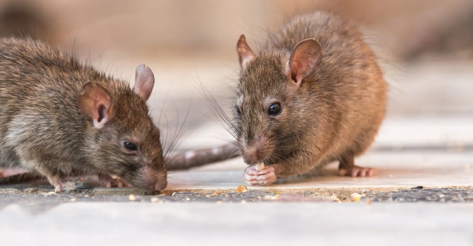 Elderly man suffers organ failure after being bitten by a rat in his toilet