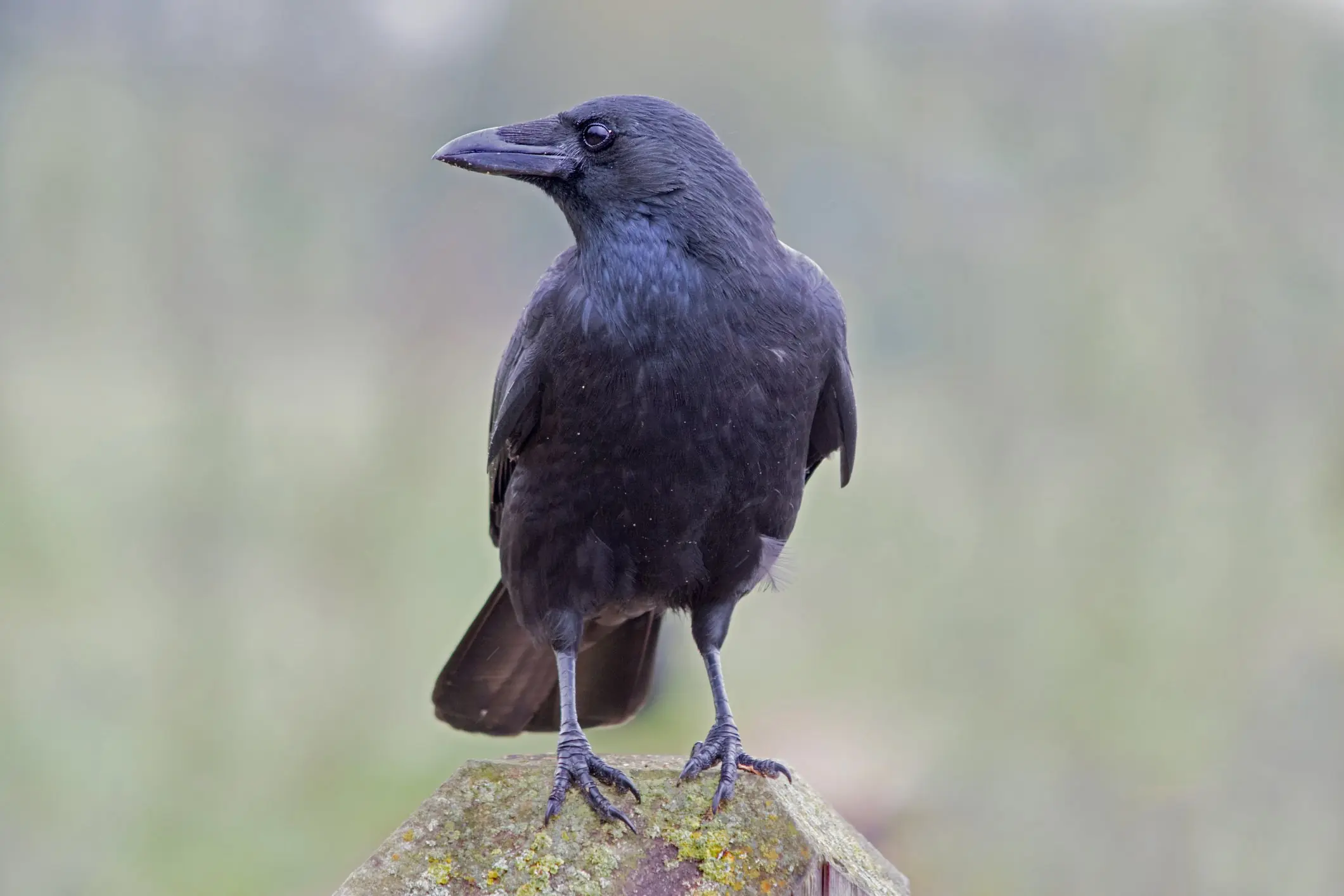Here's a crow so you know what you're looking for. Credit: Susan Walker/Getty