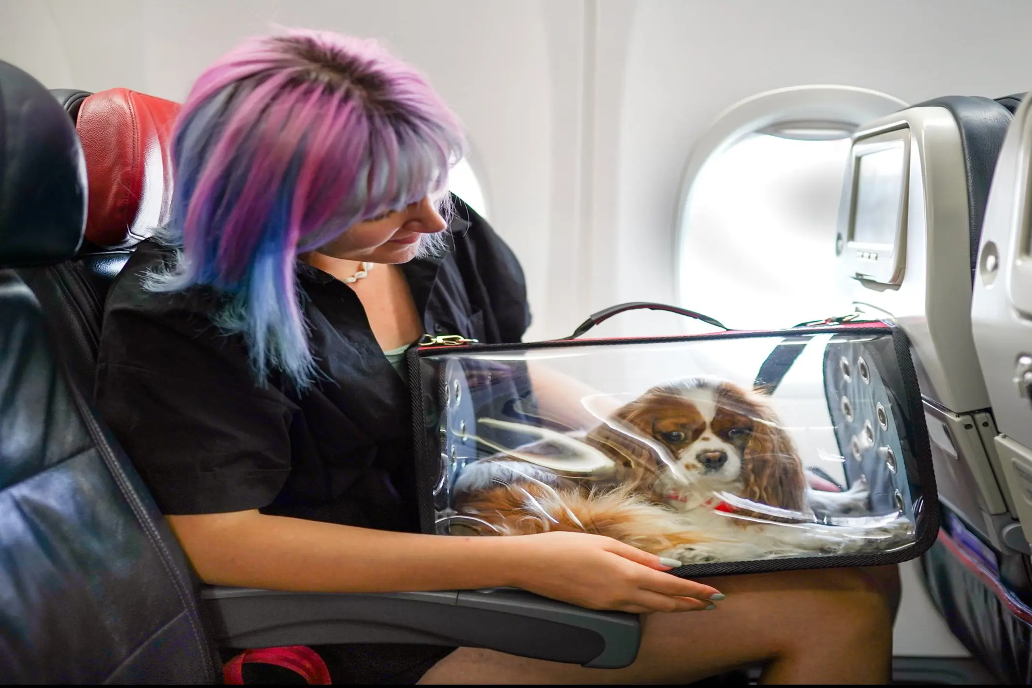 Dogs are usually required to be in a carrier. Credit: Su Arslanoglu / Getty