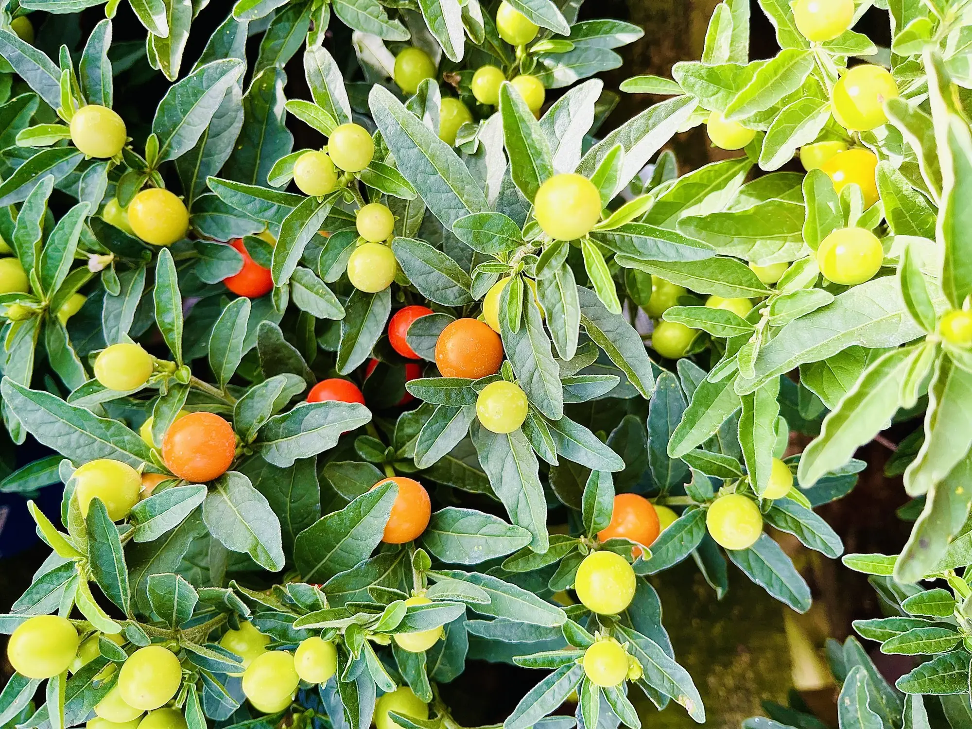 The Jerusalem Cherry can be poisonous when consumed. Credit: Raj Kamal/Getty