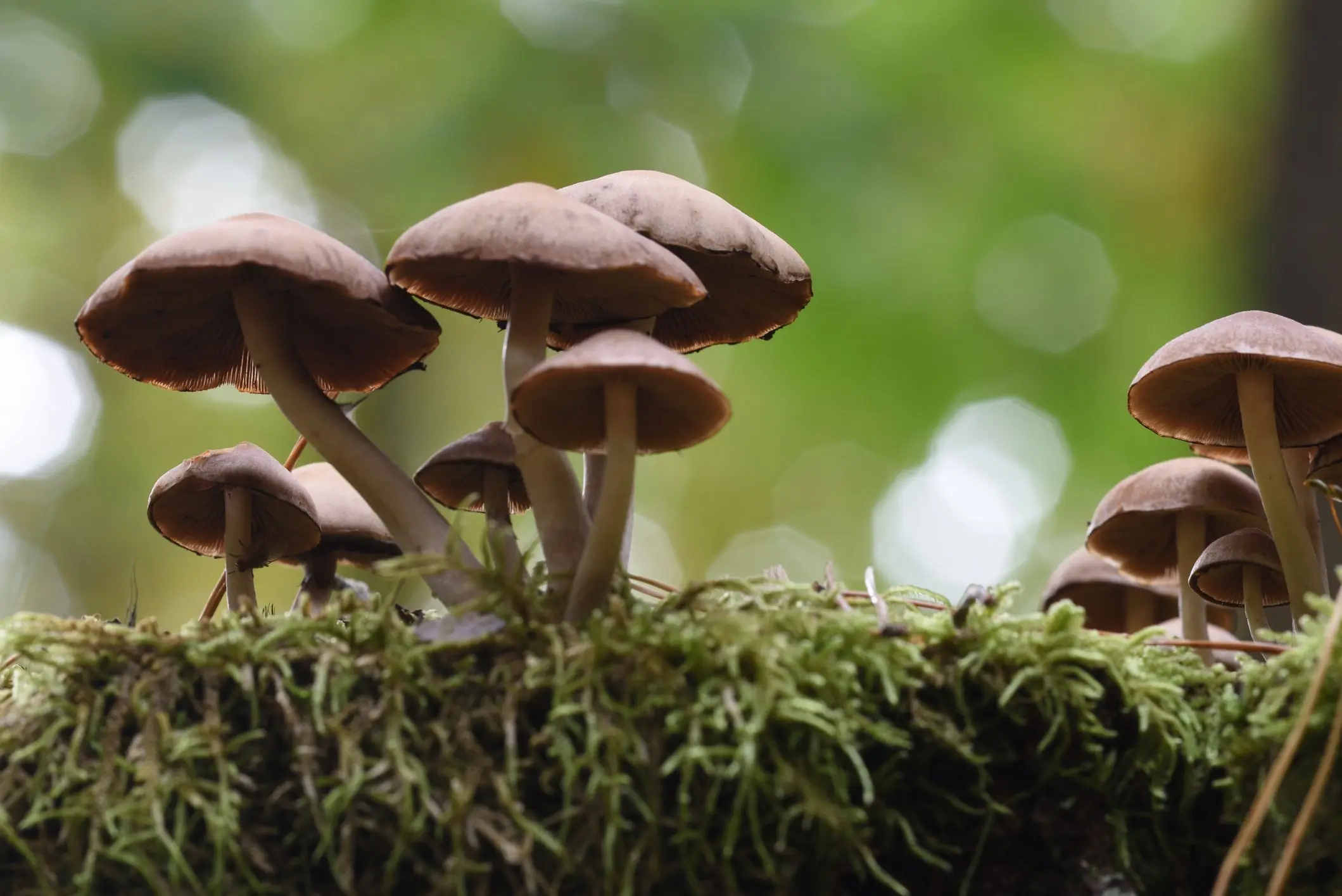 The family had eaten wild mushrooms 