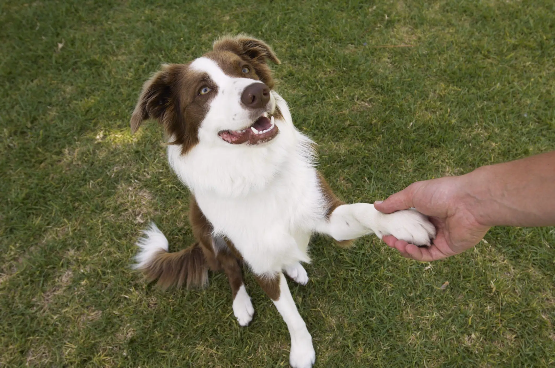 Toco's costume is based on a collie breed dog. Credit: 	Kane Skennar/Getty Images 