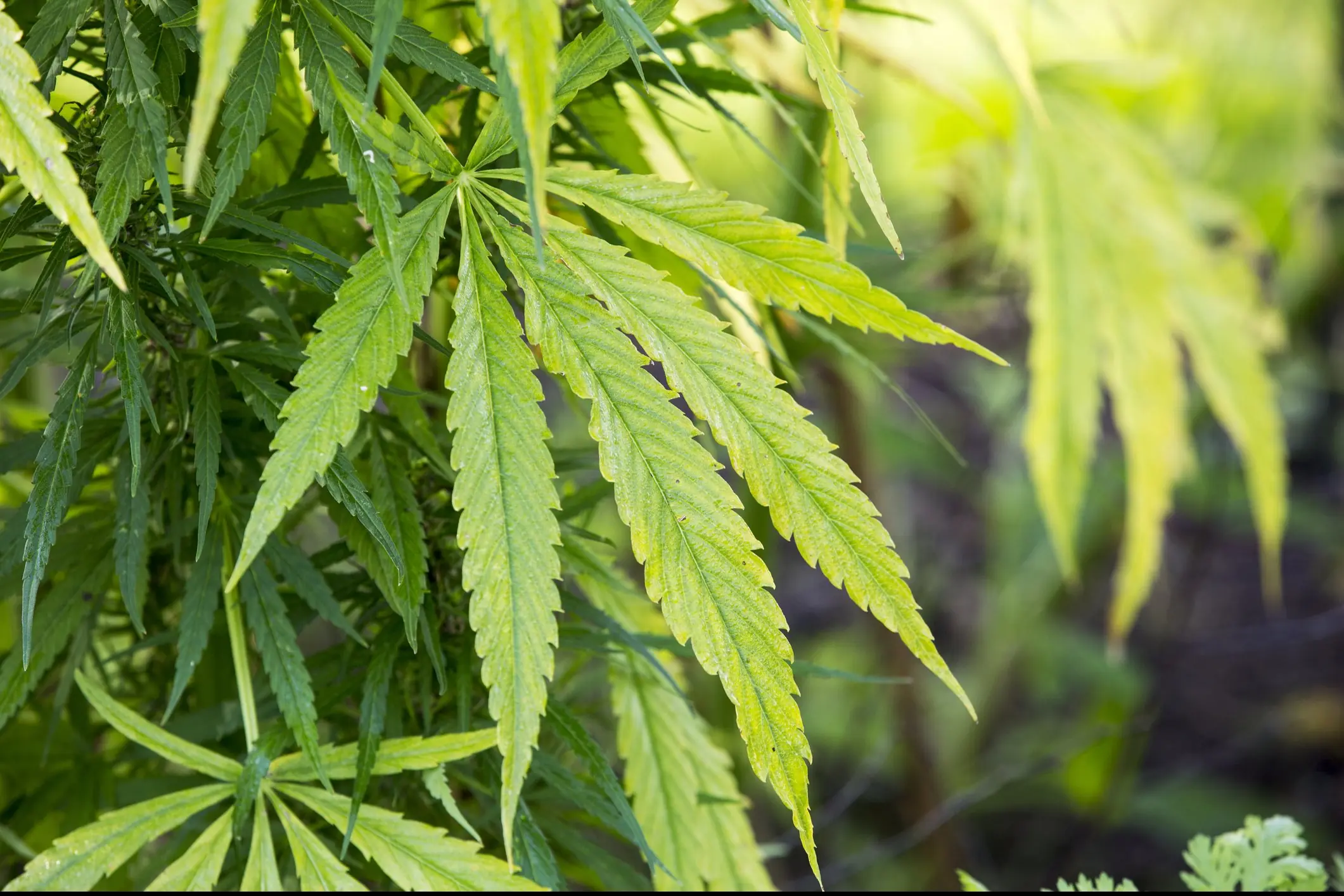 Marijuana laws vary from state to state. Credit: Ashley Cooper / Getty