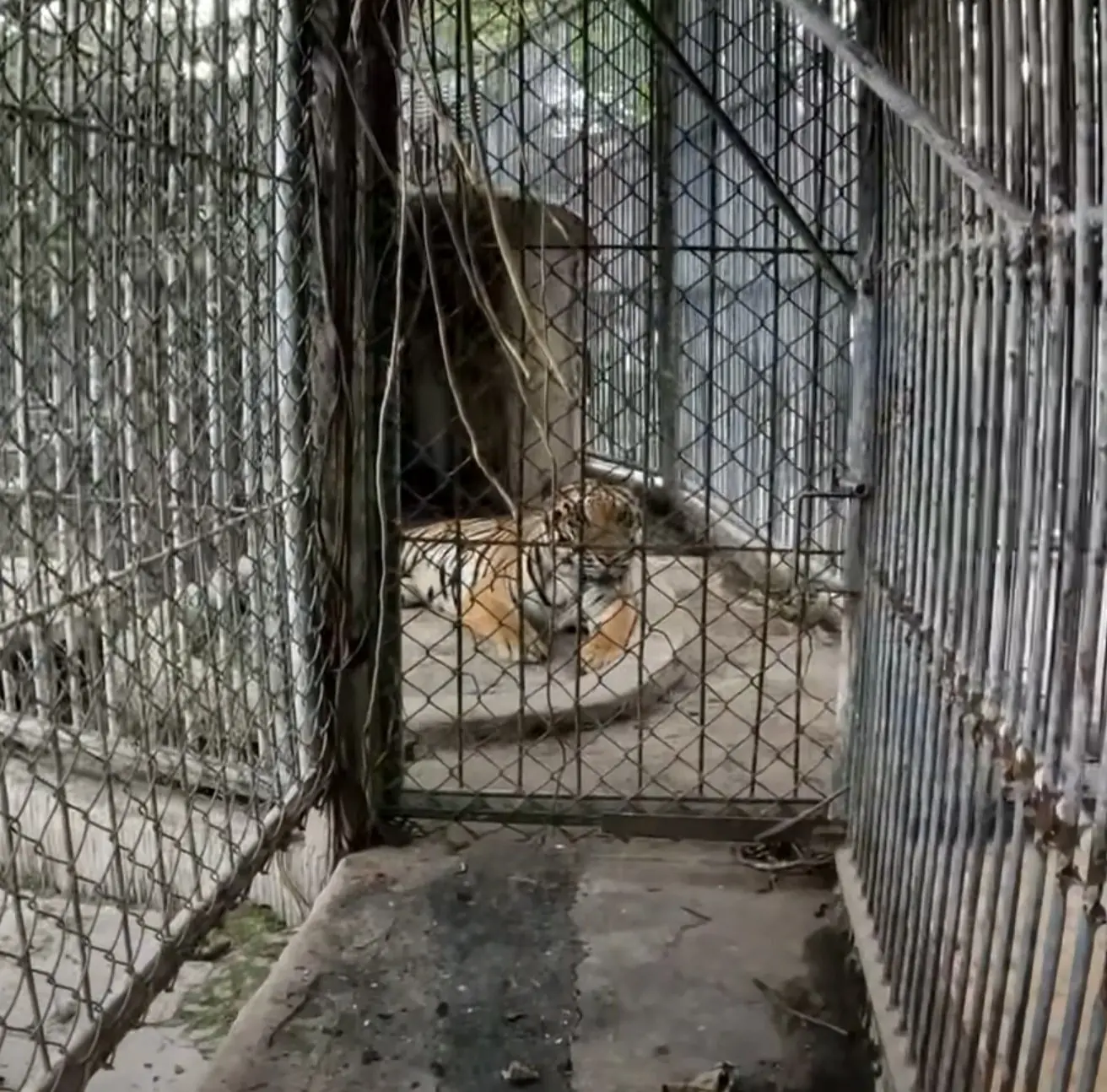 King also recorded a tiger still at the facility. Credit: YouTube/@imgoingin8731