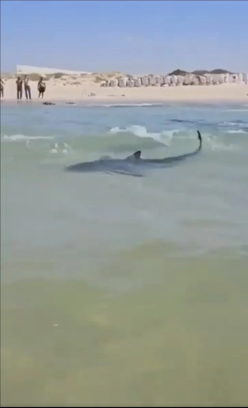 Large sharks were seen swimming close to the shore. Credit: X/Twitter