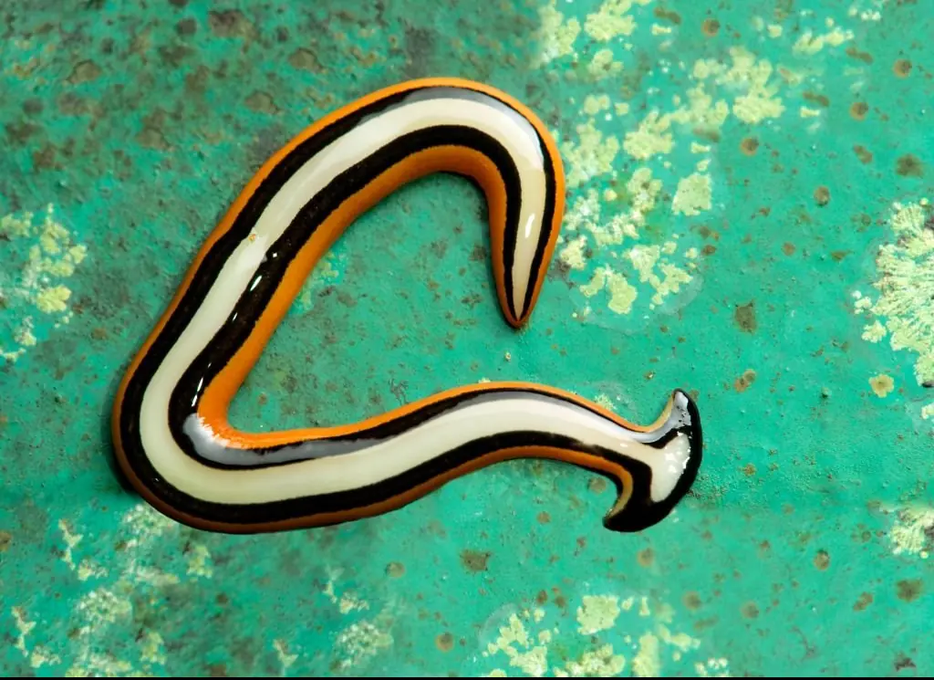 Credit: Education Images / Getty