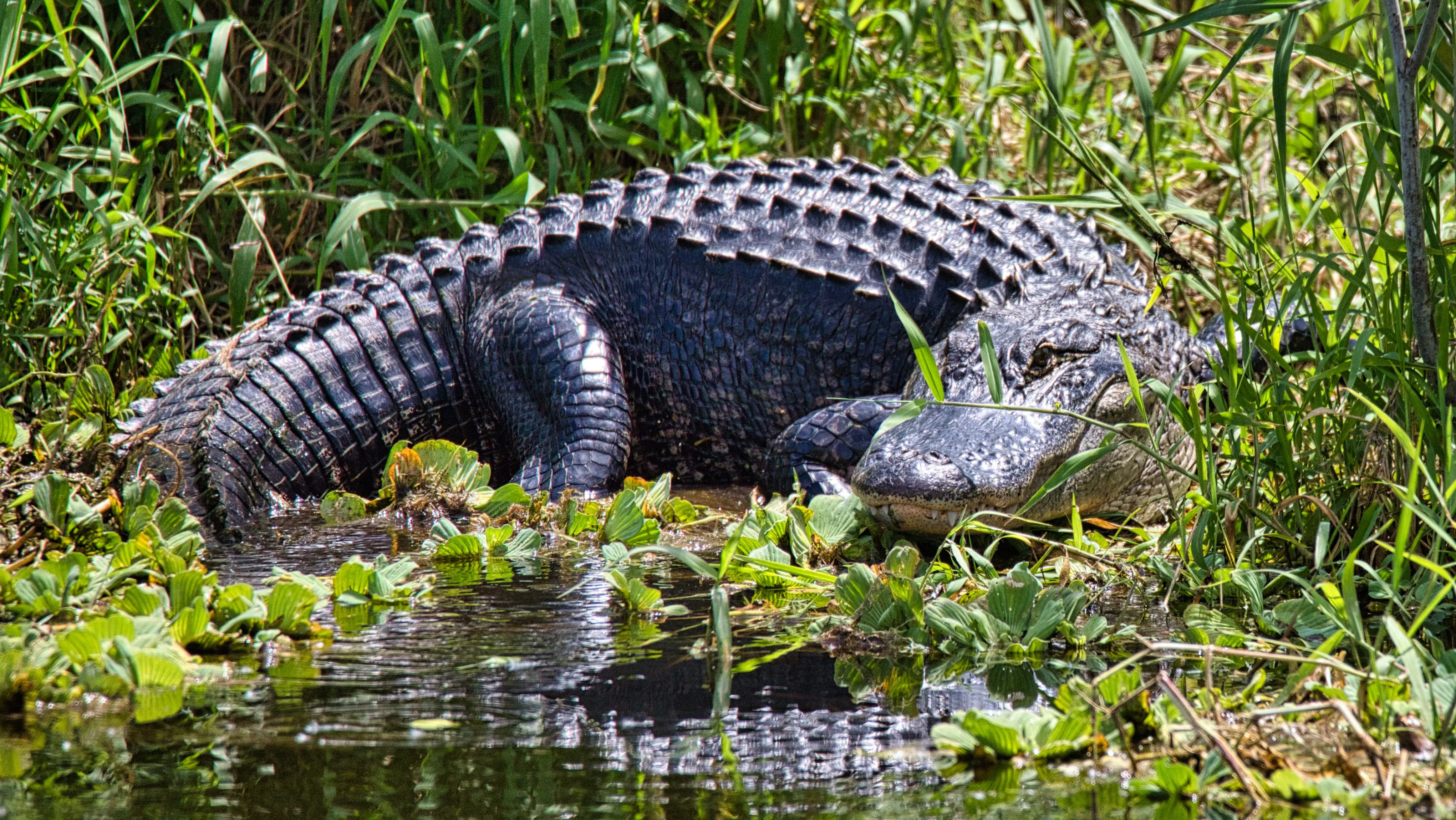 Alligator. Credit: Roger Lisenko / 500px / Getty
