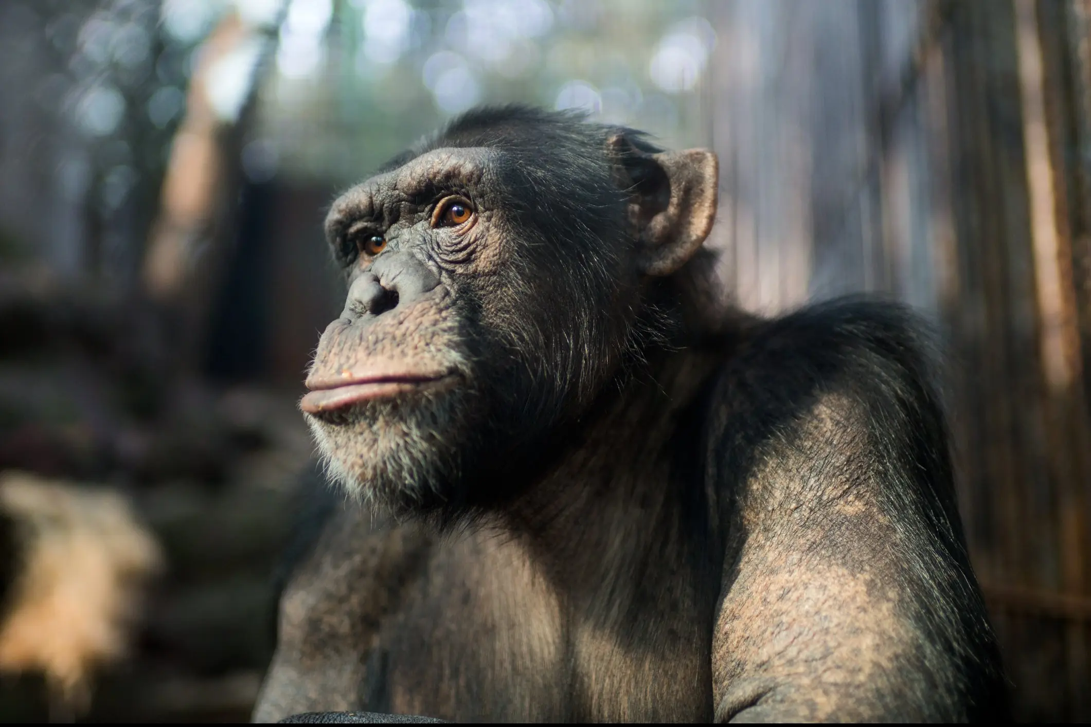 Credit: Xia yuan / Getty