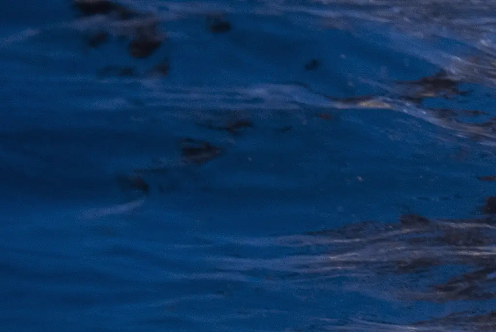 A pod of False Killer Whales. Credit: Romona Robbins Photography / Getty