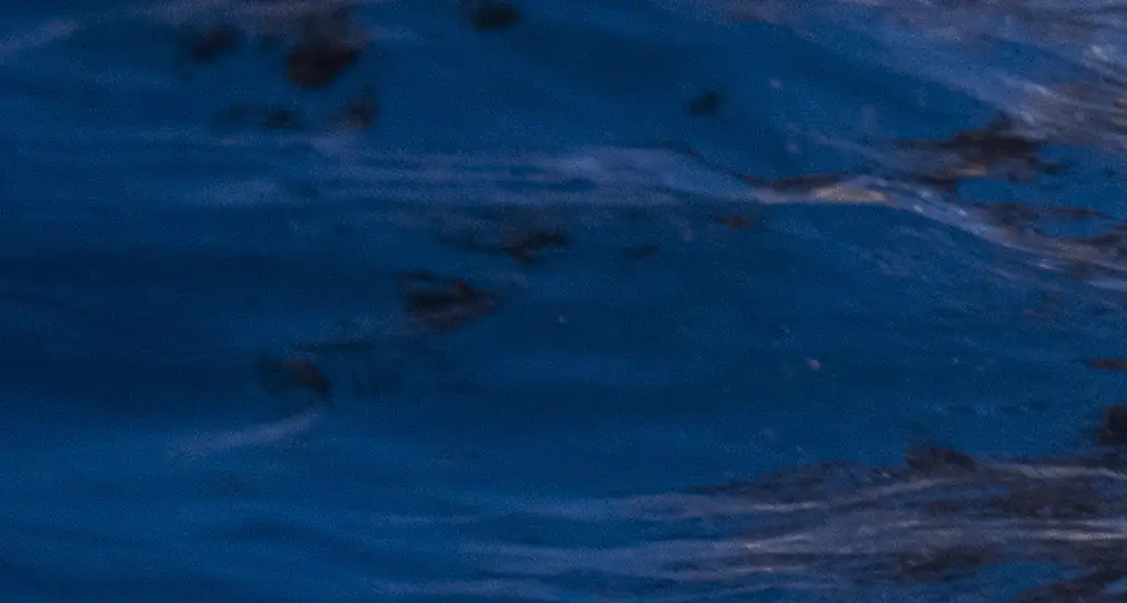 Man sailing the Pacific Ocean solo shares the startling moment his sailboat is surrounded by countless ‘False Killer Whales’