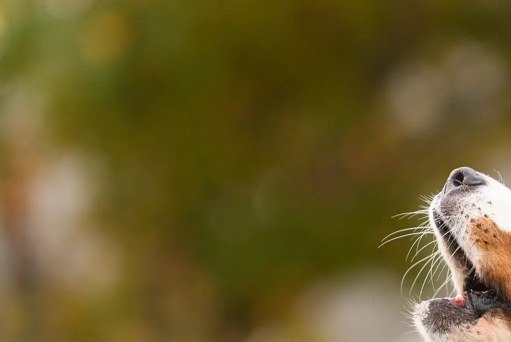 Barking dogs can be annoying. Credit: Jill Lehmann Photography/Getty