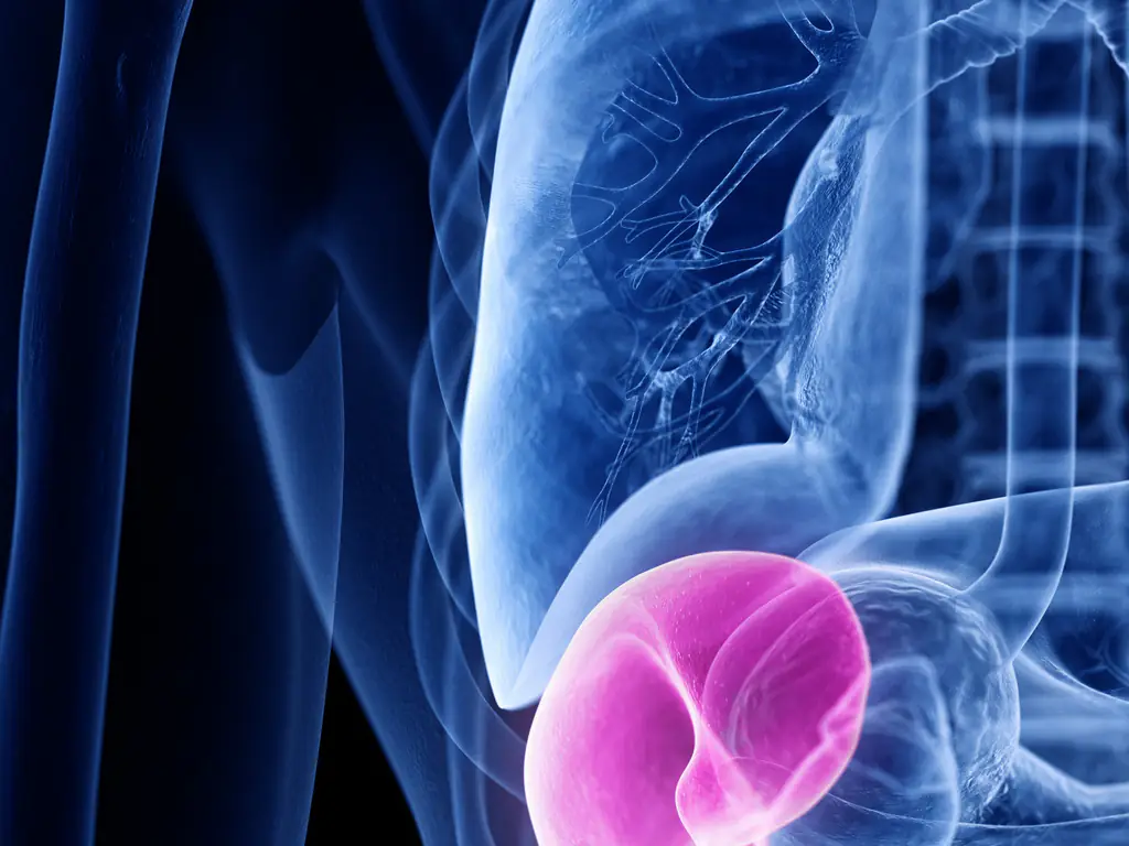 The human spleen. Credit: SEBASTIAN KAULITZKI/SCIENCE PHOTO LIBRARY / Getty