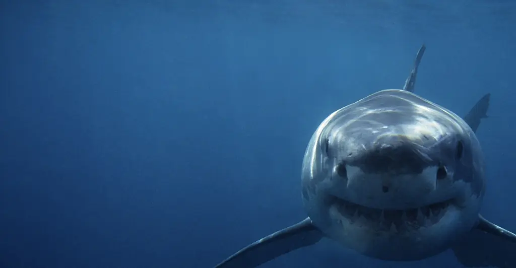Man who was 'eaten alive' by Great White Shark reveals how he managed to escape