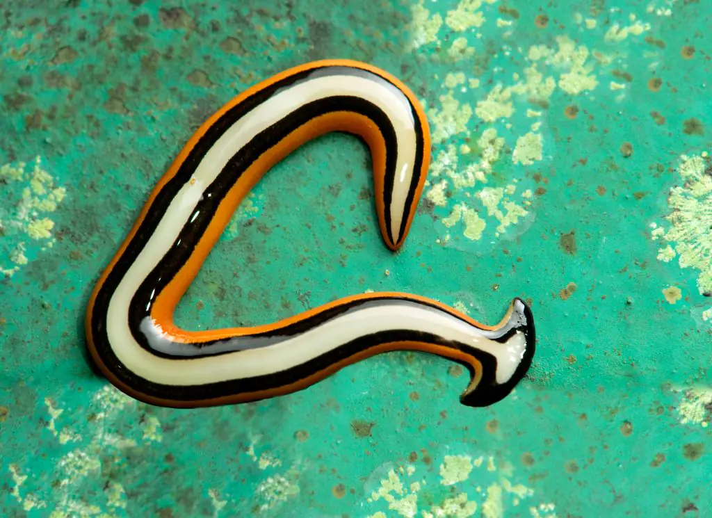 The hammerhead flatworm can make animals sick and cause skin irritation in humans. Credit: Education Images / Getty