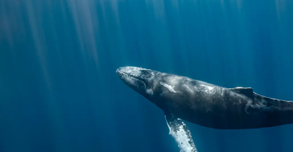 Group of nearly 100 whales gathered in a heart shape before tragedy