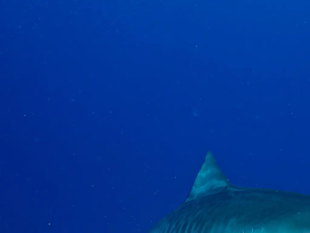 Lulu was severely injured after being attacked by a shark. Credit: ImageBROKER/Rolf von Riedmatten / Getty
