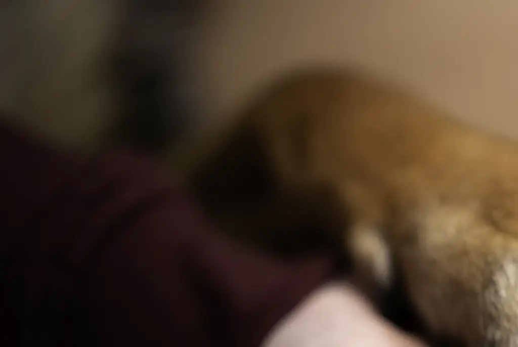 Pereira believed her puppy had been euthanized. Credit: Anita Kot/Getty