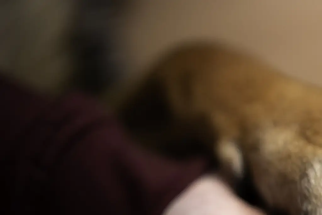 Woman who had her puppy euthanized sees him a year later and wants him back