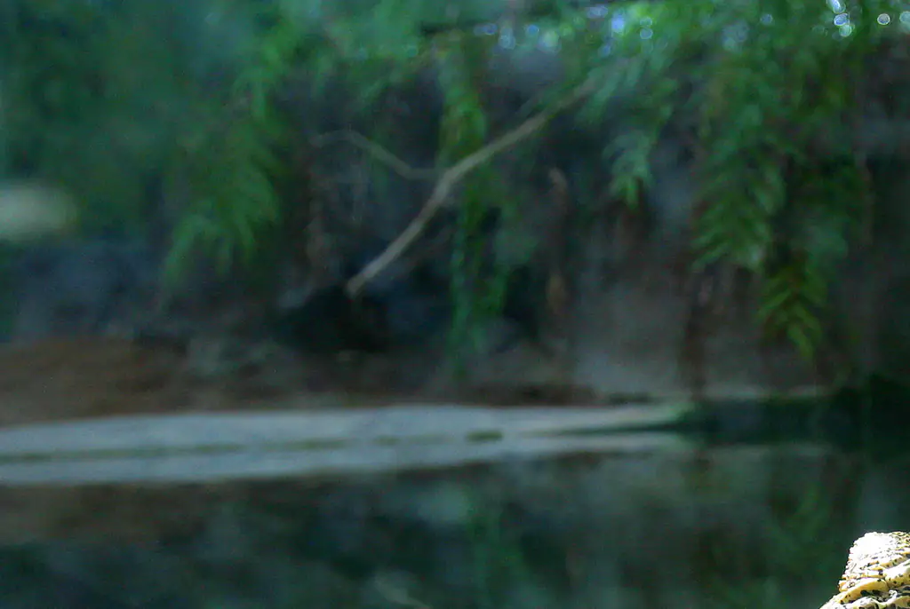 The Northern Territory is home to an estimated 100,000 crocodiles. Credit: John White Photos / Getty
