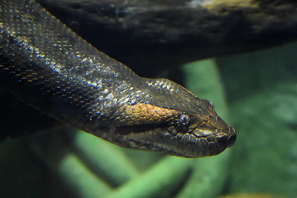 Man who tried to get eaten alive by largest snake in the world instantly regretted it