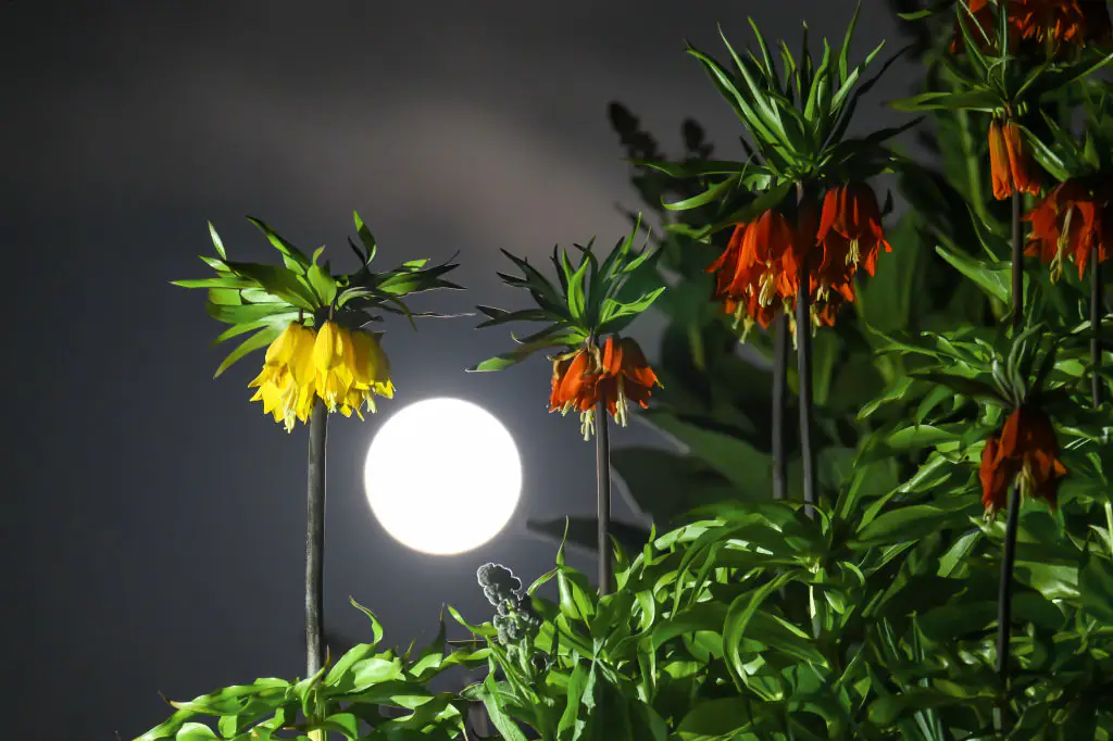 The Strawberry Moon will occur on June 21, 2024. Credit: Anadolu / Getty